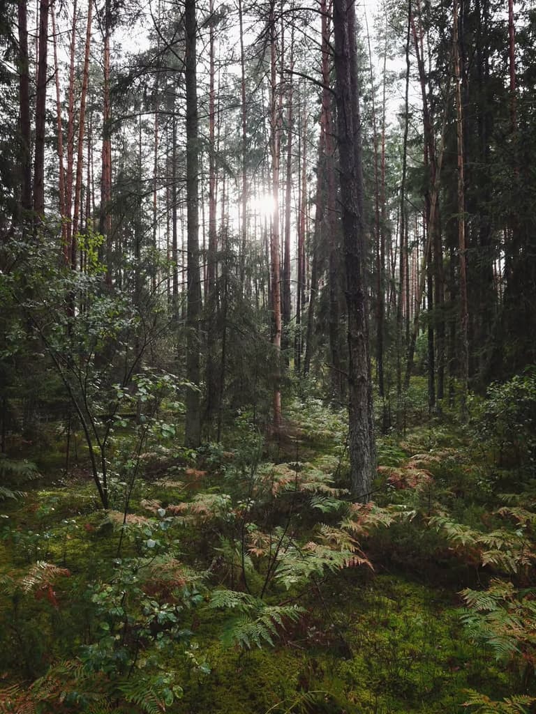 Поиск нужных троп в лесу