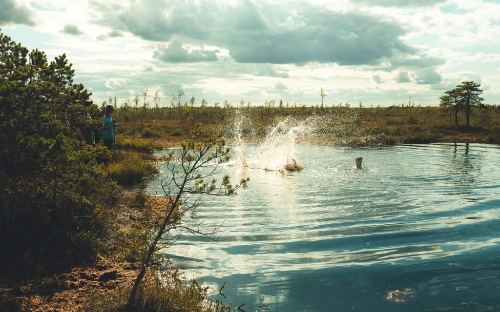 Journey Through the Northern Swamps: Discovering Golubitskaya Puscha